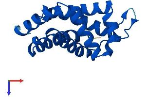 Neuroglobin Protein (NGB) (AA 1-151) (His tag)