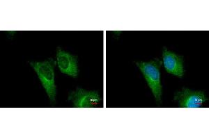 ICC/IF Image PGD antibody [N1N3] detects PGD protein at cytoplasm by immunofluorescent analysis. (PGD Antikörper)