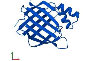Protein Structure (PS) image for Cellular Retinoic Acid Binding Protein 2 (CRABP2) (AA 1-138) protein (His tag) (ABIN7562972)