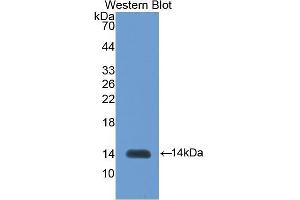 Western Blotting (WB) image for anti-Inhibin, beta B (INHBB) (AA 293-407) antibody (ABIN1078191)
