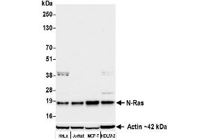 Western Blotting (WB) image for anti-HRas proto-oncogene, GTPase (HRAS) (AA 50-100) antibody (ABIN7795745) (Rekombinanter HRAS Antikörper  (AA 50-100))