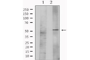 Western blot analysis of extracts from mouse brain, using GFRA1 Antibody. (GFRA1 Antikörper  (Internal Region))
