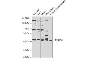 Western blot analysis of extracts of various cell lines, using P antibody  at 1:1000 dilution. (PABPC5 Antikörper  (AA 1-382))
