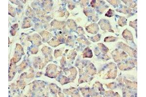 Immunohistochemistry of paraffin-embedded human pancreatic tissue using ABIN7162566 at dilution of 1:100 (AMY2A Antikörper  (AA 242-511))