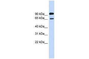 LARGE antibody used at 1 ug/ml to detect target protein. (LARGE Antikörper  (Middle Region))