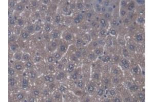 Immunohistochemistry (IHC) image for anti-DnaJ (Hsp40) Homolog, Subfamily C, Member 2 (DNAJC2) (AA 368-621) antibody (ABIN7444604)
