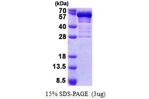 SDS-PAGE (SDS) image for Secretogranin III (SCG3) (AA 20-468) protein (His tag) (ABIN5853094)