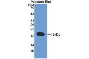 Western Blot; Sample: Recombinant CYPA, Human. (PPIA Antikörper  (AA 2-165))