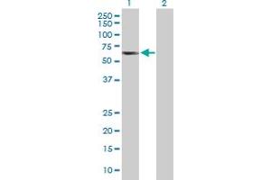 Western Blot analysis of TCP11 expression in transfected 293T cell line by TCP11 MaxPab polyclonal antibody. (TCP11 Antikörper  (AA 1-441))
