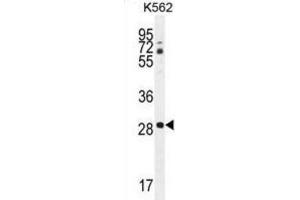Western Blotting (WB) image for anti-C-Type Lectin Domain Family 12, Member B (CLEC12B) antibody (ABIN2996273) (CLEC12B Antikörper)