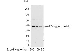 Western Blotting (WB) image for anti-T7-Tag antibody (HRP) (ABIN7795568) (T7-Tag Antikörper  (HRP))