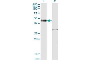 Western Blot analysis of ISL1 expression in transfected 293T cell line by ISL1 monoclonal antibody (M02), clone 4A7. (ISL1 Antikörper  (AA 63-159))
