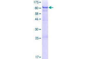 THUMPD3 Protein (AA 1-507) (GST tag)