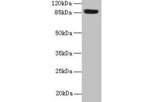 Western blot All lanes: PASD1 antibody at 4 μg/mL + A549 whole cell lysate Secondary Goat polyclonal to rabbit IgG at 1/10000 dilution Predicted band size: 88, 73 kDa Observed band size: 88 kDa (PASD1 Antikörper  (AA 301-600))