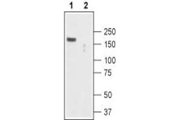 TRPC2 Antikörper  (Intracellular, N-Term)