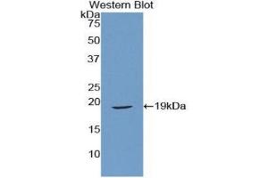 Western Blotting (WB) image for anti-Relaxin (AA 25-181) antibody (ABIN1860449) (Relaxin Antikörper  (AA 25-181))