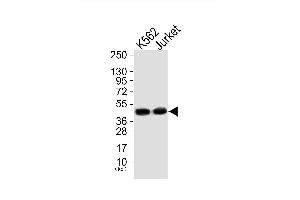 Western blot analysis of extracts from, K562 cells (Lane 1) and Jurket cells (Lane 2), using Mnk1 (Ab-385) Antibody. (MKNK1 Antikörper)