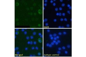 Immunofluorescence staining of fixed mouse splenocytes with anti-B7-H3 (CD276) antibody MJ18. (Rekombinanter CD276 Antikörper  (Extracellular Domain))