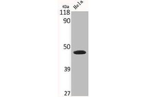 Western Blot analysis of HELA cells using Connexin 43 Polyclonal Antibody (Connexin 43/GJA1 Antikörper  (C-Term))