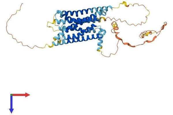 GPR61 Protein (AA 1-449) (His tag)