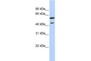 WB Suggested Anti-THRB Antibody Titration:  0. (THRB Antikörper  (Middle Region))