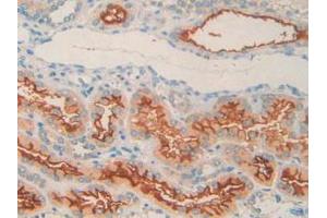 IHC-P analysis of Human Kidney Tissue, with DAB staining. (MME Antikörper  (AA 382-538))