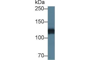 Western Blotting (WB) image for anti-Heparan Sulfate Proteoglycan 2 (HSPG2) (AA 4149-4391) antibody (ABIN7435115)
