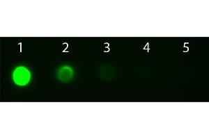 Dot Blot of Goat anti-Mouse IgG2a Antibody Fluorescein Conjugated Pre-absorbed. (Ziege anti-Maus IgG2a (Heavy Chain) Antikörper (FITC) - Preadsorbed)