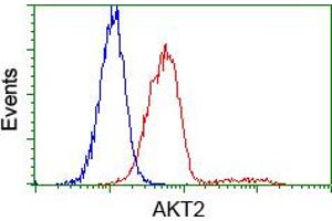 Flow cytometric analysis of Hela cells, using anti-AKT2 antibody (ABIN2452738), (Red) compared to a nonspecific negative control antibody (TA50011) (Blue). (AKT2 Antikörper)