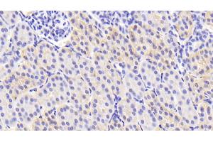 Detection of TGFb3 in Porcine Kidney Tissue using Polyclonal Antibody to Transforming Growth Factor Beta 3 (TGFb3) (TGFB3 Antikörper  (AA 298-409))