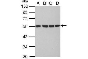 WB Image Sample (30 ug of whole cell lysate) A: 293T B: A431 C: HeLa D: HepG2 10% SDS PAGE antibody diluted at 1:10000 (TUBA1B Antikörper)