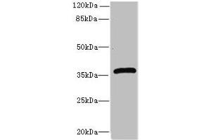 Western blot All lanes: Efnb3 antibody at 12 μg/mL + HepG2 whole cell lysate Secondary Goat polyclonal to rabbit IgG at 1/10000 dilution Predicted band size: 36 kDa Observed band size: 36 kDa (Ephrin B3 Antikörper  (AA 28-227))