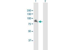 Western Blot analysis of XRCC1 expression in transfected 293T cell line by XRCC1 MaxPab polyclonal antibody. (XRCC1 Antikörper  (AA 1-633))