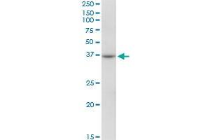 RHOXF2 MaxPab polyclonal antibody. (RHOXF2 Antikörper  (AA 1-288))