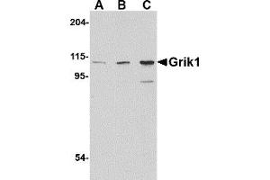 Western Blotting (WB) image for anti-Glutamate Receptor, Ionotropic, Kainate 1 (GRIK1) (C-Term) antibody (ABIN1030421) (GRIK1 Antikörper  (C-Term))