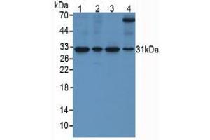 Figure. (SFRP4 Antikörper  (AA 22-346))