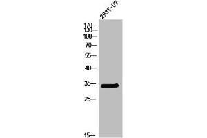Western Blot analysis of 293T-UV cells using Olfactory receptor 5W2 Polyclonal Antibody