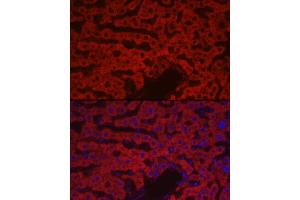 Immunofluorescence analysis of rat liver cells using F10 Rabbit pAb (ABIN7266422) at dilution of 1:100 (40x lens). (Coagulation Factor X Antikörper  (AA 41-300))