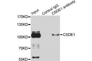 Immunoprecipitation analysis of 100ug extracts of HeLa cells using 3ug CSDE1 antibody (ABIN1876970). (CDSE1 Antikörper)
