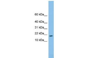 WB Suggested Anti-FAM19A4 Antibody Titration: 0. (FAM19A4 Antikörper  (Middle Region))