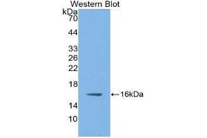 Detection of Recombinant NOS1, Rat using Polyclonal Antibody to Nitric Oxide Synthase 1, Neuronal (NOS1) (NOS1 Antikörper  (AA 9-136))