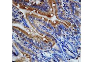 Immunohistochemical staining of paraffin-embedded rat intestine tissue section with Cx3cl1 polyclonal antibody . (CX3CL1 Antikörper  (N-Term))