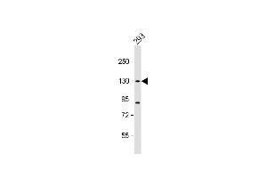 Anti-DHX30 Antibody (N-term) at 1:1000 dilution + 293 whole cell lysate Lysates/proteins at 20 μg per lane. (DHX30 Antikörper  (N-Term))