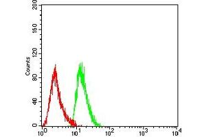 Flow cytometric analysis of THP-1 cells using CD7 mouse mAb (green) and negative control (red). (CD7 Antikörper  (AA 26-180))