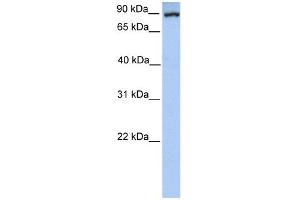 Western Blot showing PCK1 antibody used at a concentration of 1-2 ug/ml to detect its target protein. (PCK1 Antikörper  (Soluble))