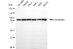Western blotting analysis using HSP90AB1 antibody (ABIN7798874).