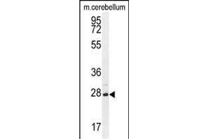 VSTM2A Antibody (Center) (ABIN655126 and ABIN2844754) western blot analysis in mouse cerebellum tissue lysates (35 μg/lane). (VSTM2A Antikörper  (AA 97-126))