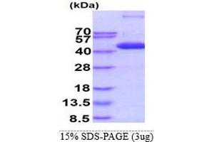 Mitogen-Activated Protein Kinase 14 (MAPK14) (AA 1-360) protein (His tag)
