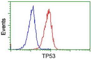 Image no. 2 for anti-Tumor Protein P53 (TP53) antibody (ABIN1499972) (p53 Antikörper)