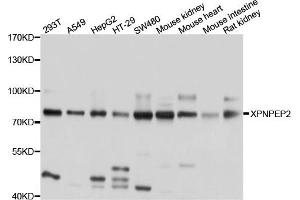 Western blot analysis of extract of various cells, using XPNPEP2 antibody.